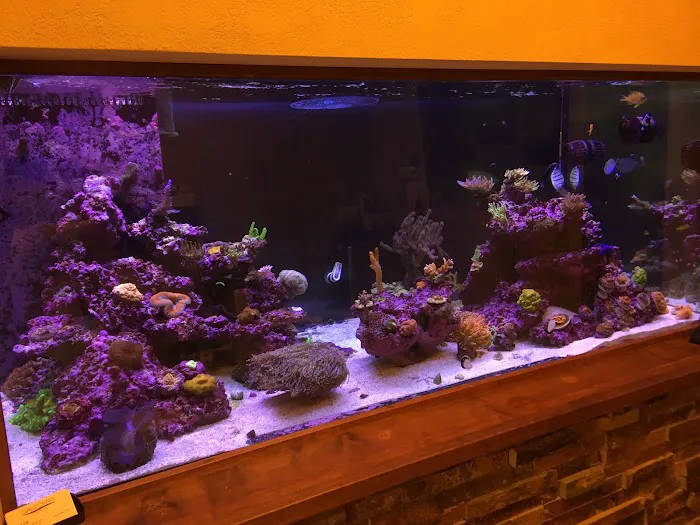 Golden State Corals Picture 2