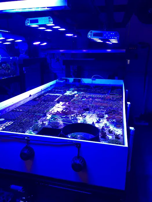 Golden State Corals Picture 1