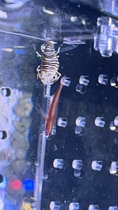 Golden State Corals Picture 3