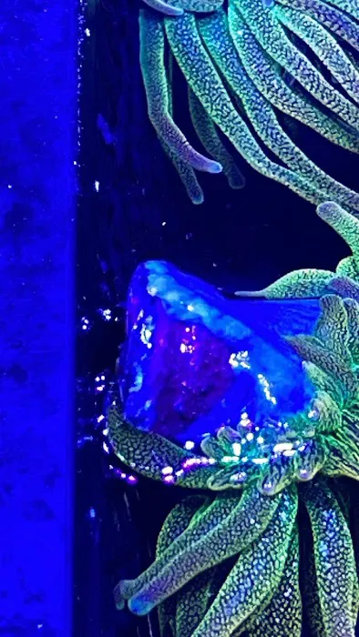 Golden State Corals Picture 8