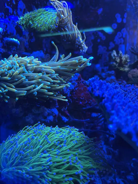 Golden State Corals Picture 9