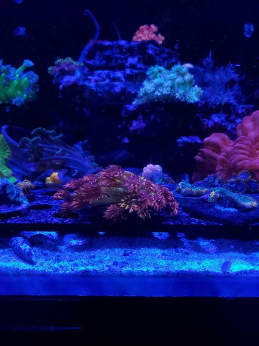 Golden State Corals Picture 10