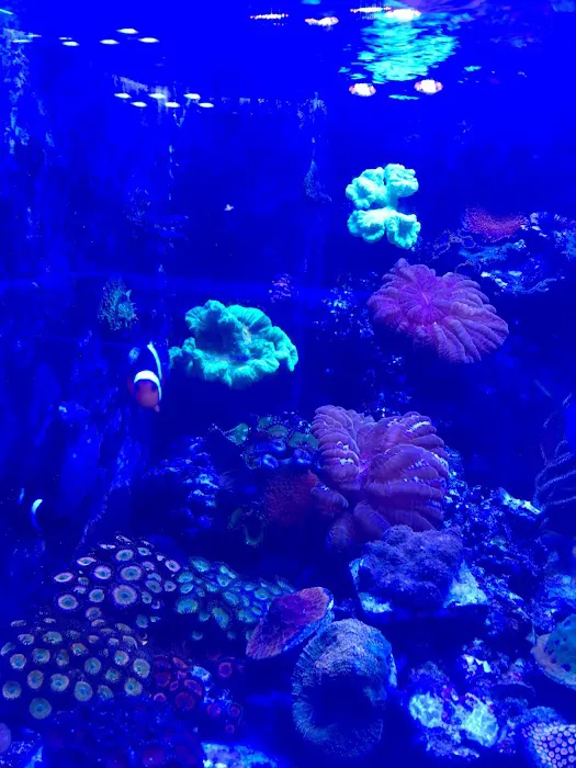 Golden State Corals Picture 6