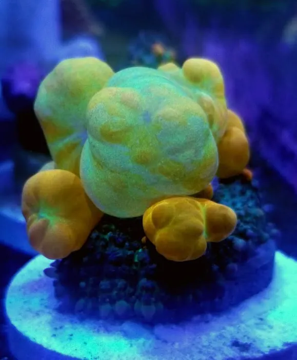 Golden State Corals Picture 7