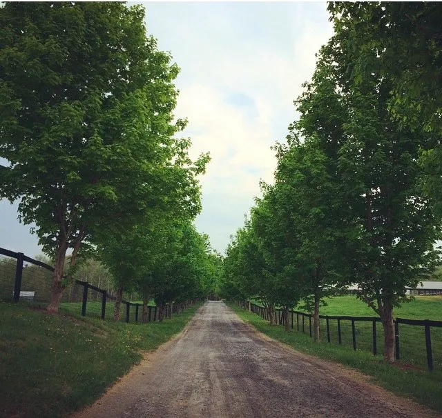 Equine Clinic At Oakencroft Picture 4