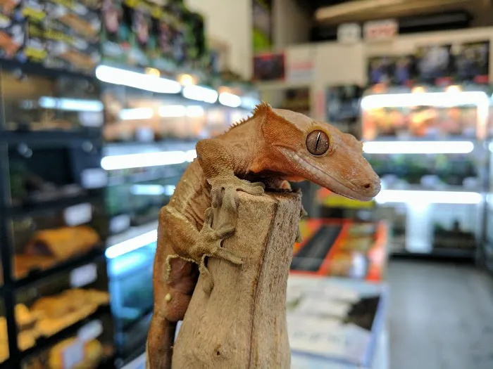 The Painted Reptile Picture 1