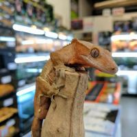 The Painted Reptile ico