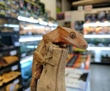 The Painted Reptile