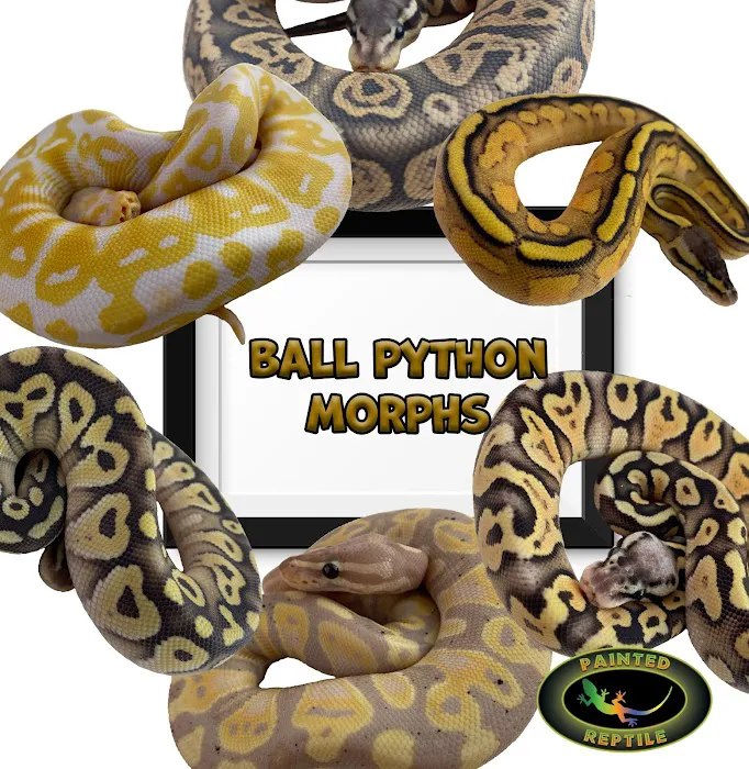 The Painted Reptile Picture 5
