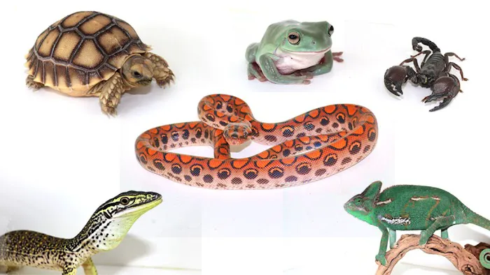 The Painted Reptile Picture 8