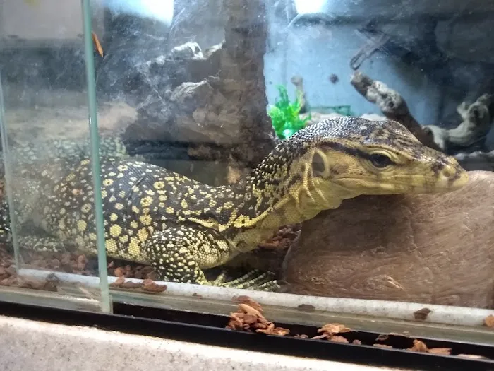 The Painted Reptile Picture 10
