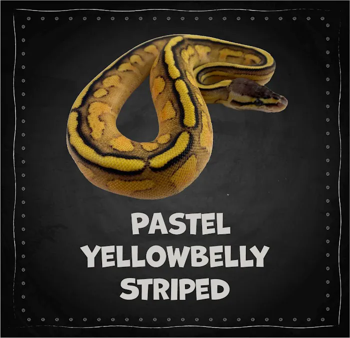 The Painted Reptile Picture 6