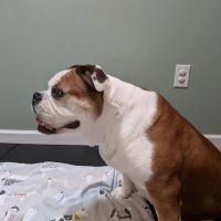 Alternative Veterinary Therapies ico