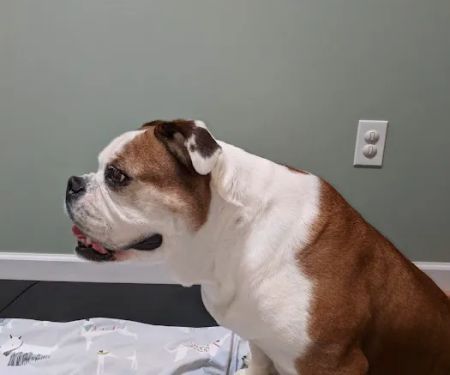 Alternative Veterinary Therapies