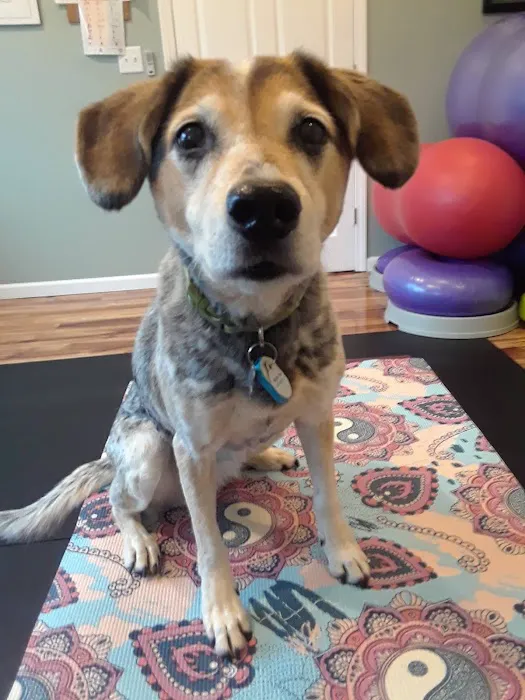 Alternative Veterinary Therapies Picture 4