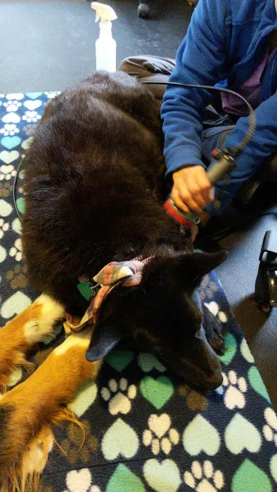 Alternative Veterinary Therapies Picture 10