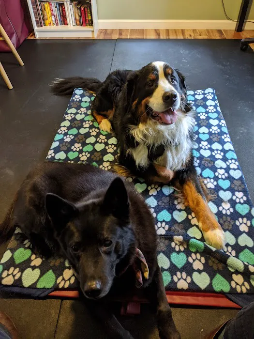 Alternative Veterinary Therapies Picture 8