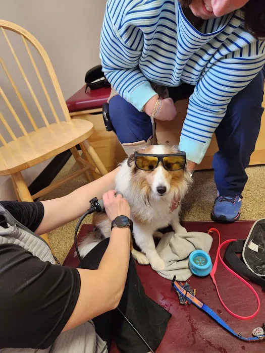 Alternative Veterinary Therapies Picture 7