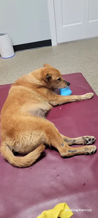 Alternative Veterinary Therapies Picture 3