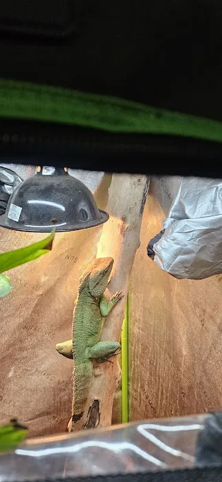 agamasmauexotics Picture 1