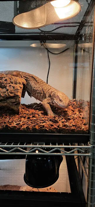 agamasmauexotics Picture 7
