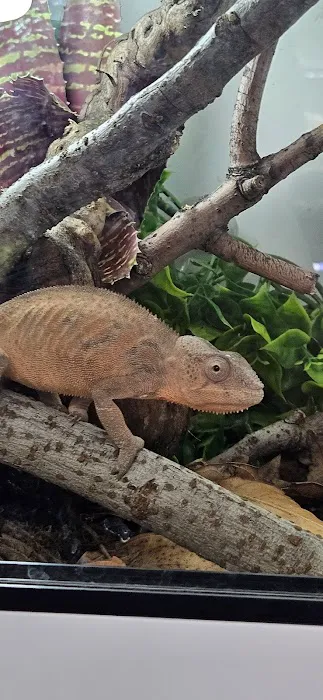 agamasmauexotics Picture 6