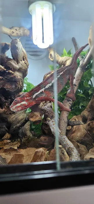 agamasmauexotics Picture 2