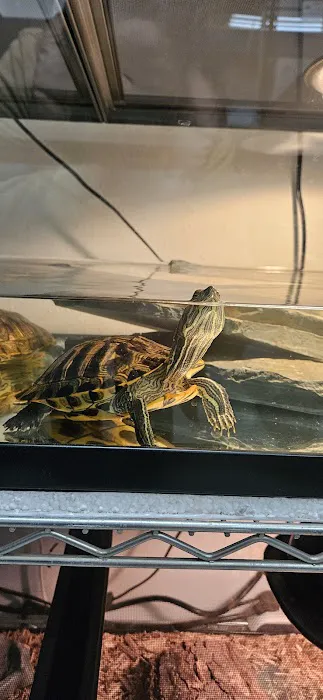 agamasmauexotics Picture 3