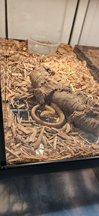 agamasmauexotics Picture 4
