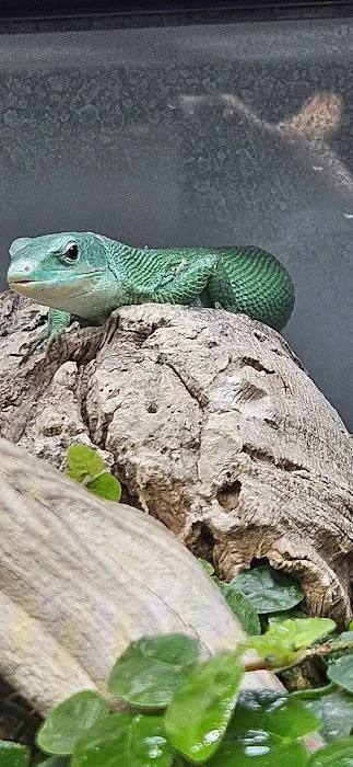 agamasmauexotics Picture 5
