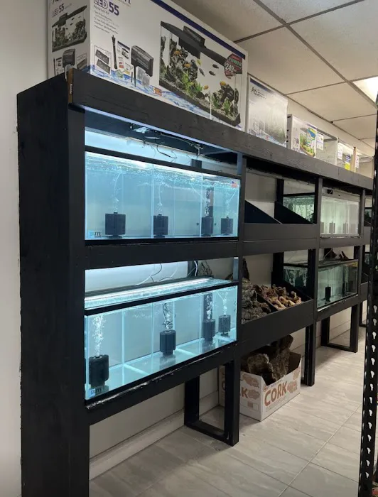 agamasmauexotics Picture 10