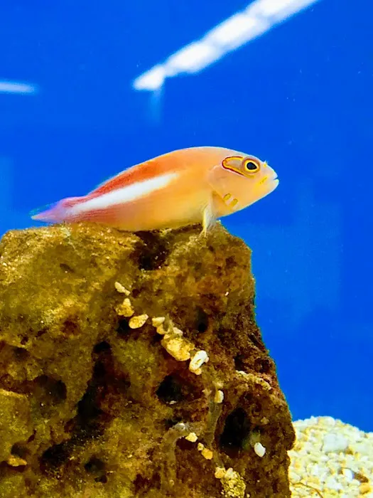 Petco Picture 1