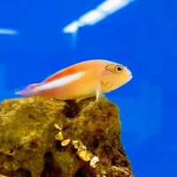 Petco ico