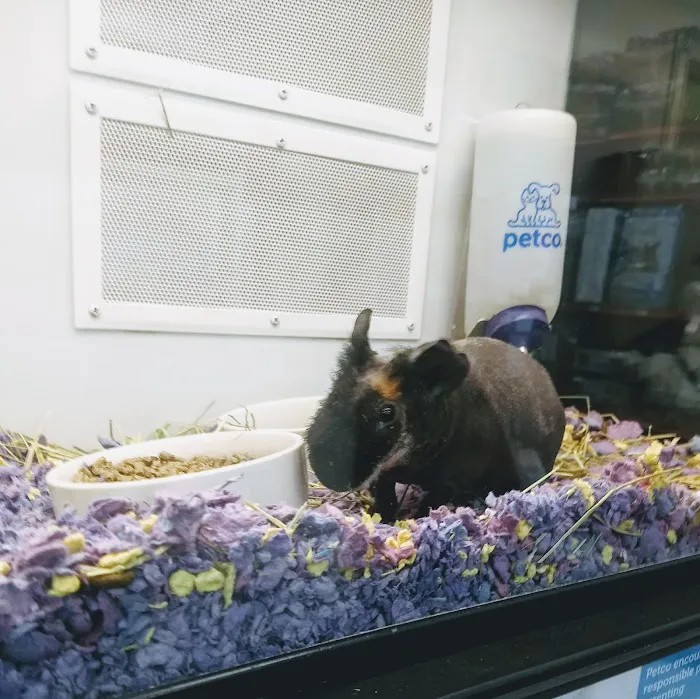 Petco Picture 4