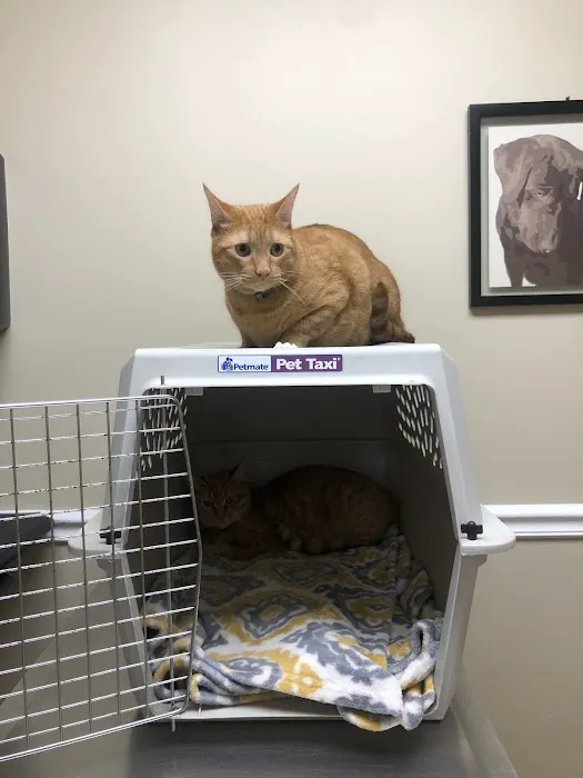 East Greenbush Animal Hospital Picture 4