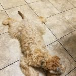 East Greenbush Animal Hospital