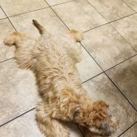 East Greenbush Animal Hospital ico