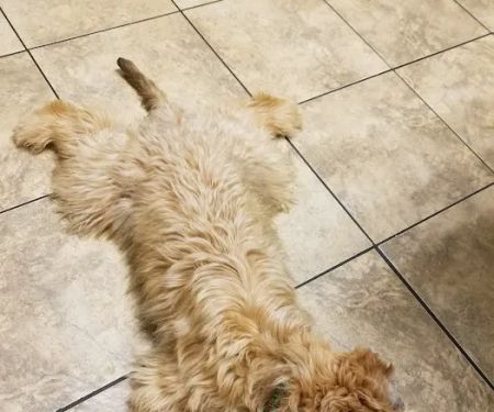 East Greenbush Animal Hospital