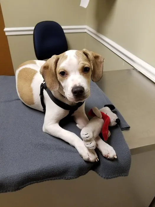 East Greenbush Animal Hospital Picture 7