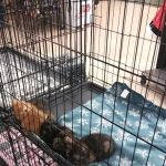 Petco