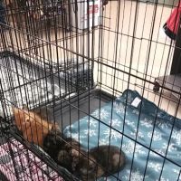 Petco ico