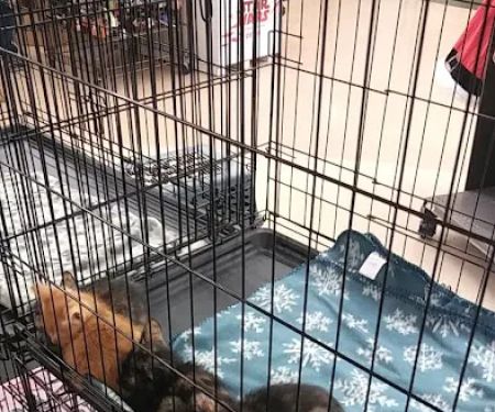 Petco