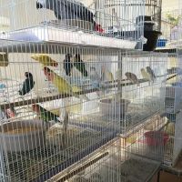 Gaby's pet shop ico