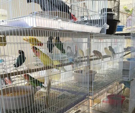 Gaby's pet shop