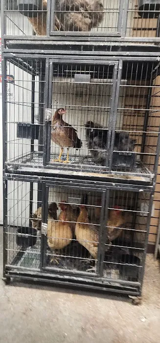 Gaby's pet shop Picture 5