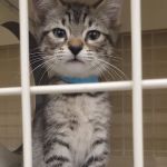 Petco