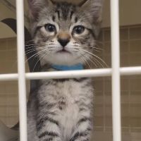 Petco ico