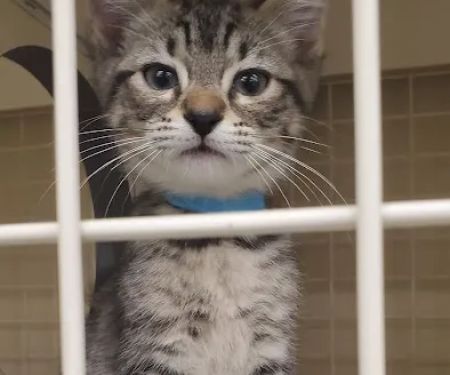 Petco
