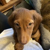Bloomingrove Veterinary Hospital ico