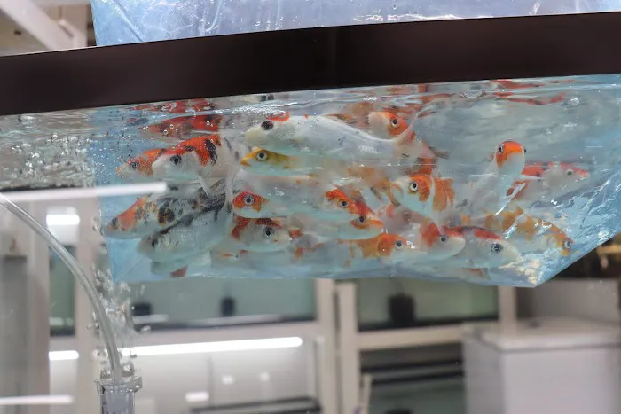 KMA Aquatic Pets Picture 2